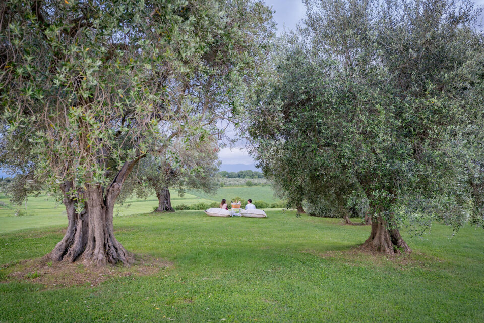 picnic-ulivi-5